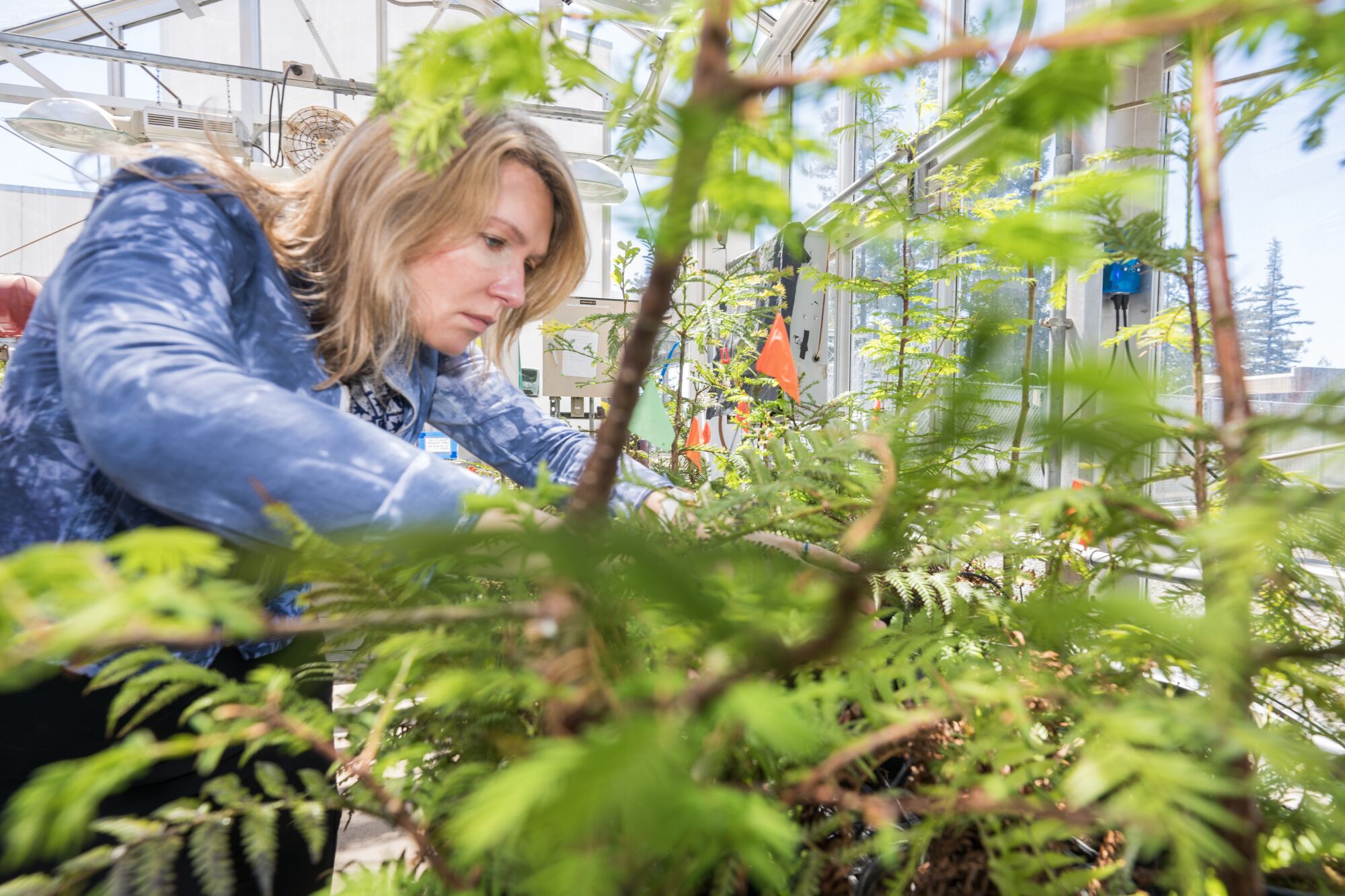 Una mujer revisa las plantas dentro de un invernadero.