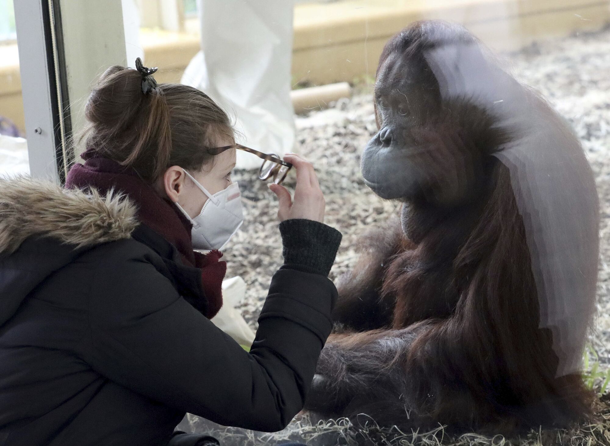 Un visitante usa una máscara mientras observa un orangután en un zoológico de Viena, Austria. 