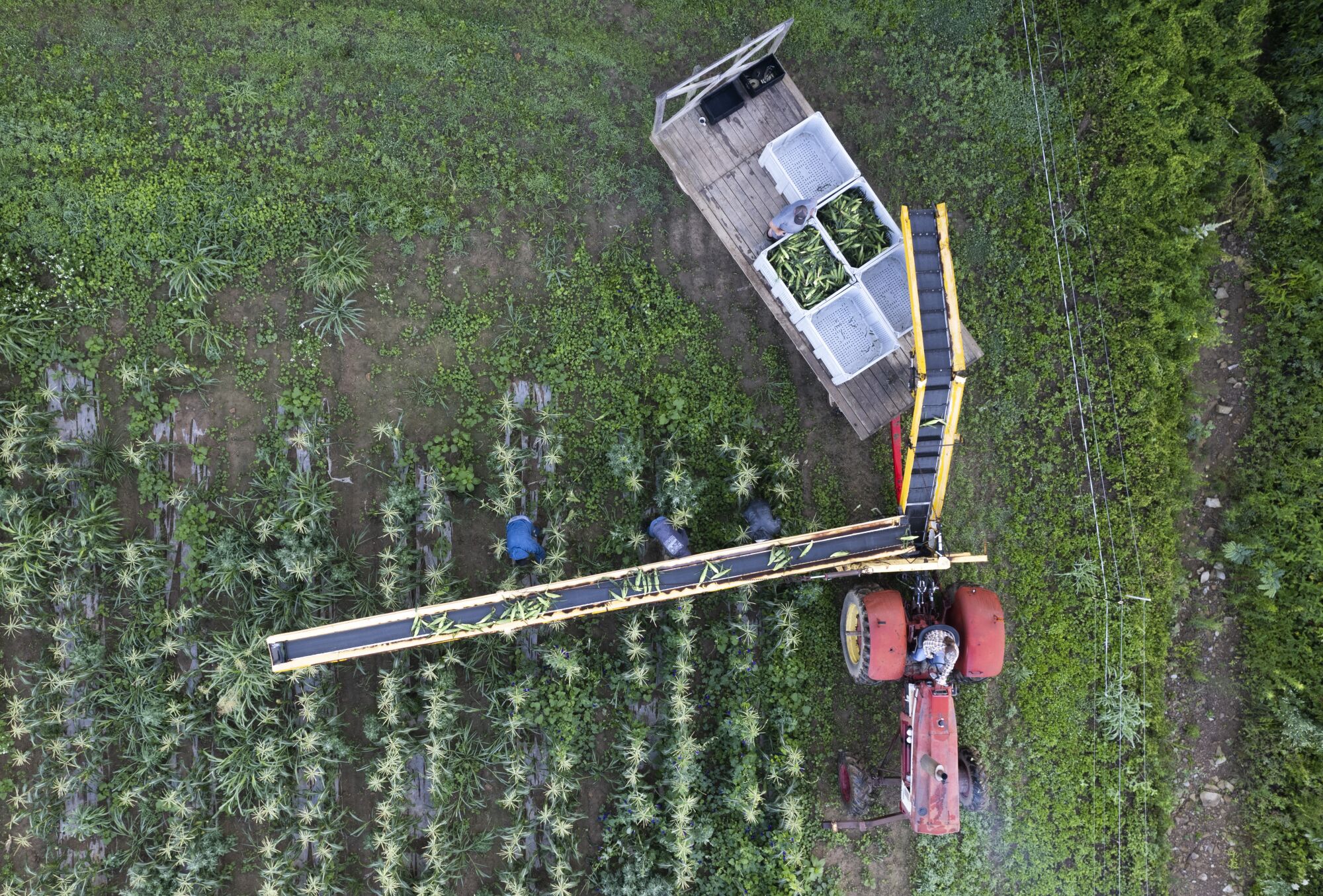 Una vista aérea muestra a los trabajadores agrícolas y el equipo de cosecha en un campo de maíz.